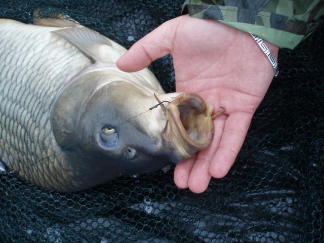 Capturi  - p5143746.JPG